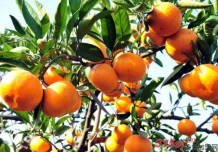 重庆渝全农业大雅柑橘 从舌尖甜到心尖 水果中的皇后