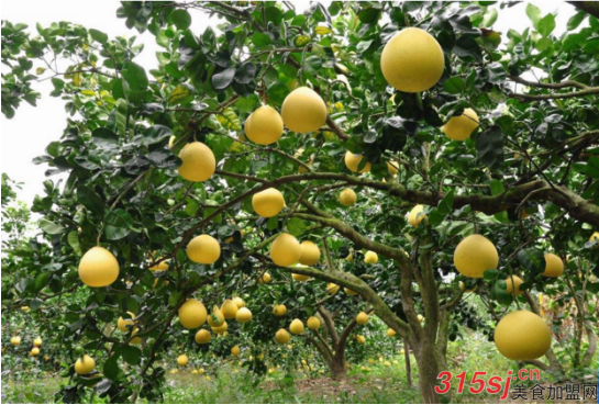 重庆赛冲农业为大家分享10月柚子采摘的好地方_1