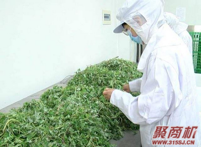 我想开一个艾草加工厂怎么样_3