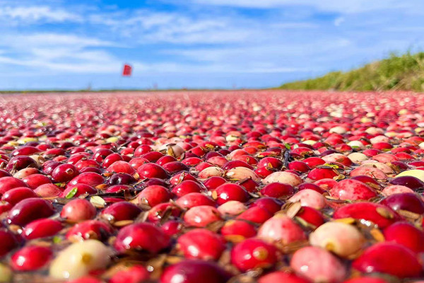 黑龙江蔓越莓批发市场在哪