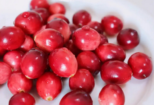黑龙江蔓越莓批发市场在哪_3