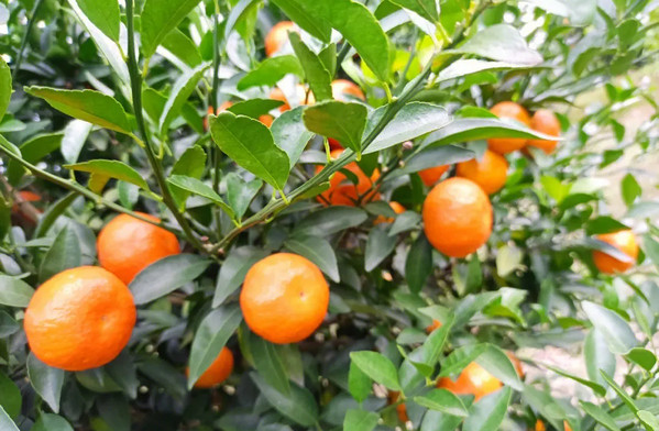 广西砂糖橘批发价多少钱一斤_2