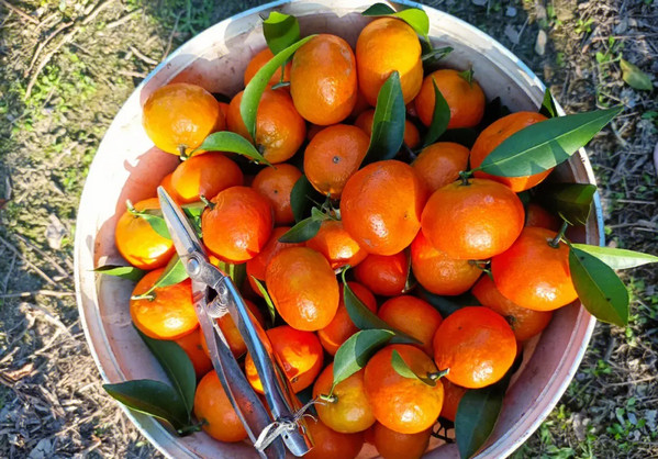 广西砂糖橘批发价多少钱一斤