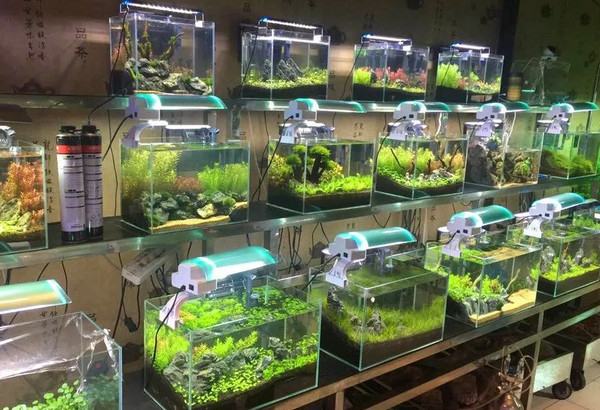 新手怎么开水族店？_1